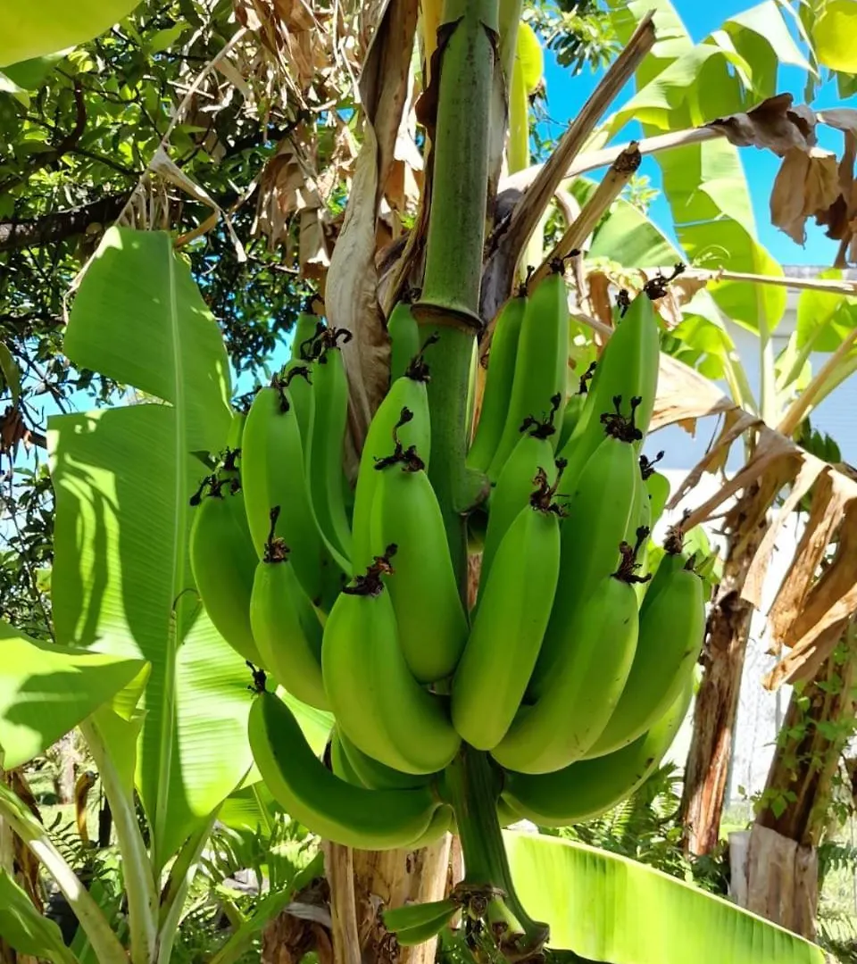 Laviela Villa Saint-Claude Guadeloupe